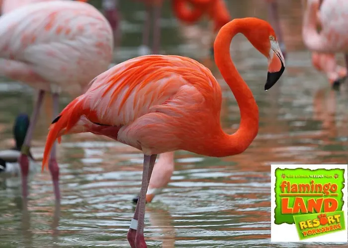 Orman Evi The Deneb *